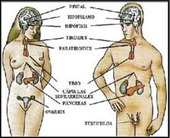 HIPÒCRATES: LOS HOMBRES Y LAS MUJERES SON IGUALES