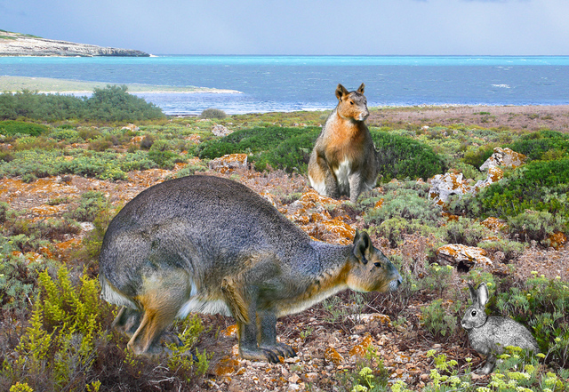 P) Hares and Rabbits evolve