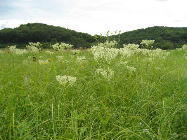 15 species removed from Endangered & Threatened list