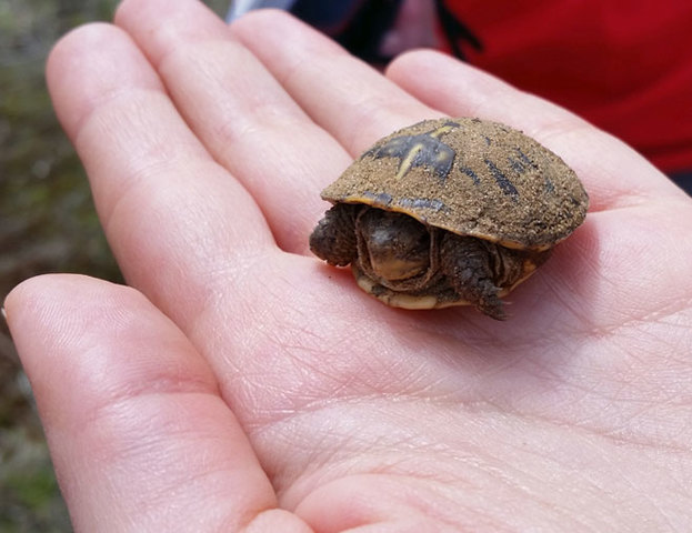 Good signs for ornate box turtles