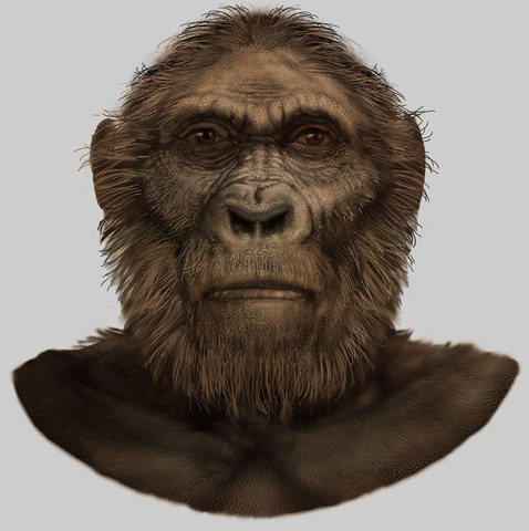 Australopithecus Anamensis