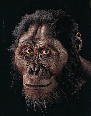 Australopithecus Afarensis