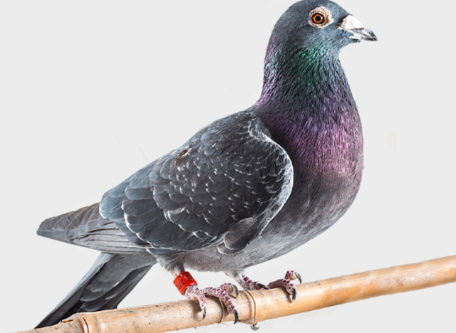 Las Palomas Mensajeras