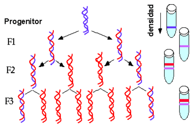 El experimento de Meselson y Stahl