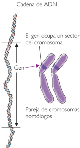 CROMOSOMAS EN LA HERENCIA