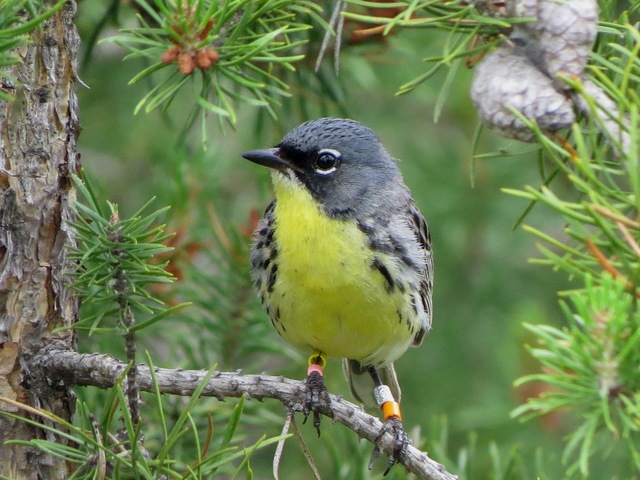 Kirtland's warbler efforts begin