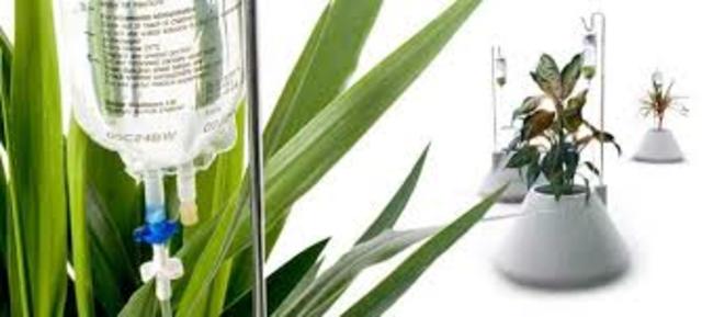 Plantas transgénicas.