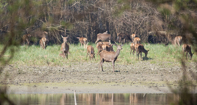 Deer affected by the Cold War times
