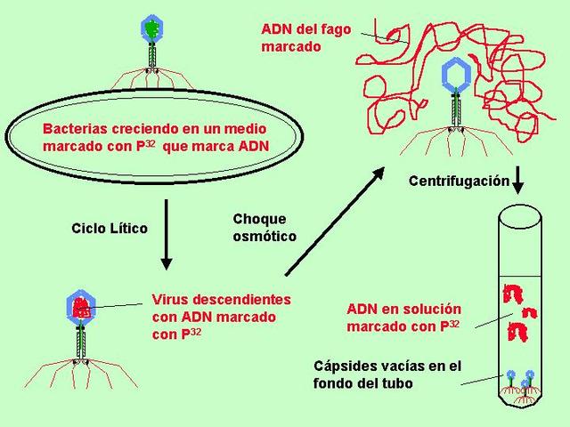 HERSHEY Y CHASE DEMUESTRAN QUE LA INFORMACIÓN GENÉTICA DE LOS FAGOS RESIDE EN EL ADN