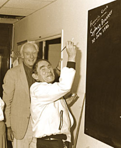 EL CÓDIGO GENÉTICO ESTÁ ORGANIZADO EN TRIPLETES