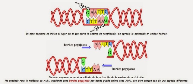 SE DESCUBREN LAS ENZIMAS DE RESTRICCIÓN EN LA BACTERIA HAEMOPHILUS INFLUENZAE