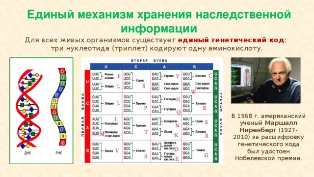 Маршалл Ниренберг расшифровал генетический код (словарь) ДНК