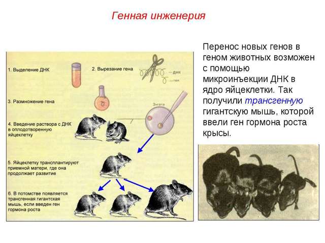Мартин Кляйн создал первую трансгенную мышь путем пересадки гена человека в оплодотворенную яйцеклетку мыши