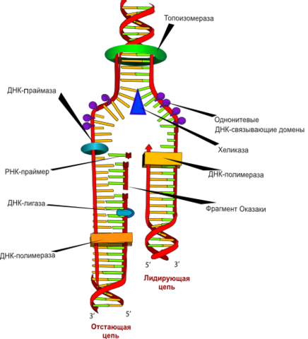 открыта полимеразная цепная реакция (техника многократного клонирования коротких цепей ДНК) - стало возможным синхронно изучать работу многих генов