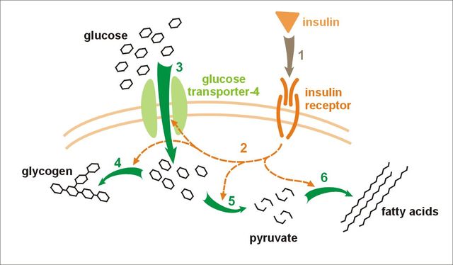 The Discovery of Insulin