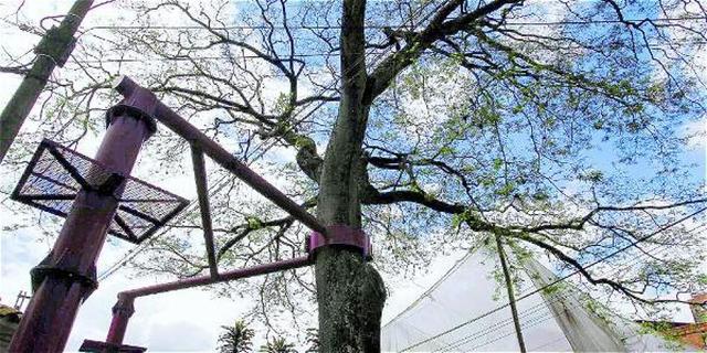 Proyecto ecológico de especies nativas ayuda a preservar el medio ambiente.