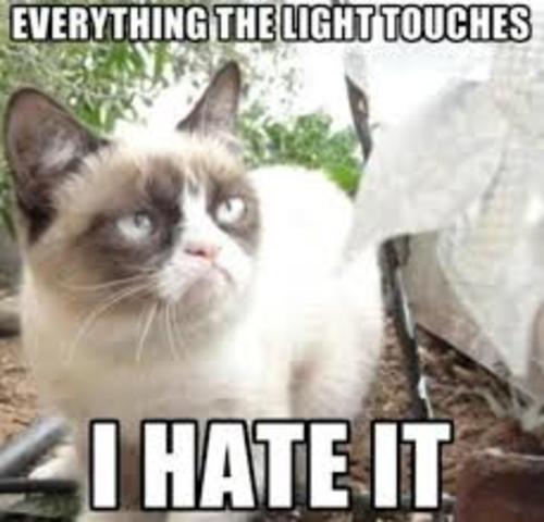grumpy cat meme