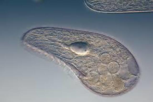 First protozoa