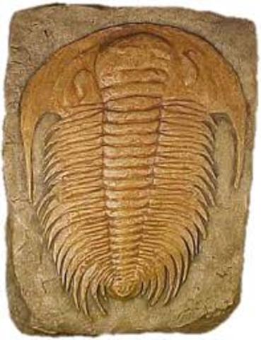 First arthropods evolve