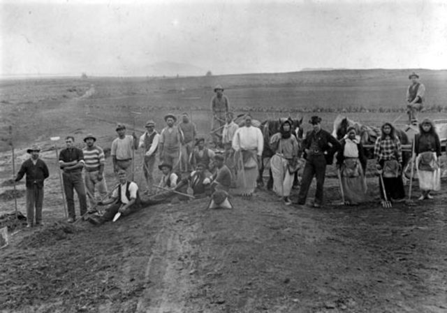 Planting of Whakarewarewa forest