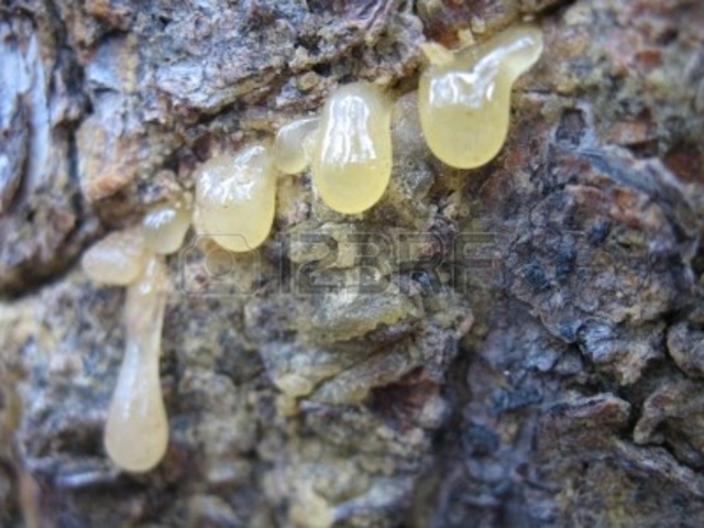 Alquitrán de Abedul