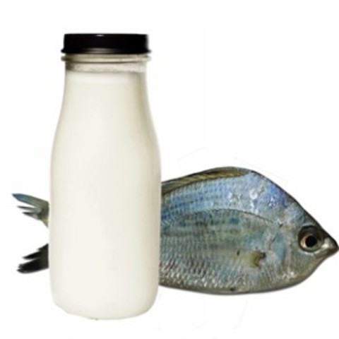 Primera patente para un pegamento de pescado