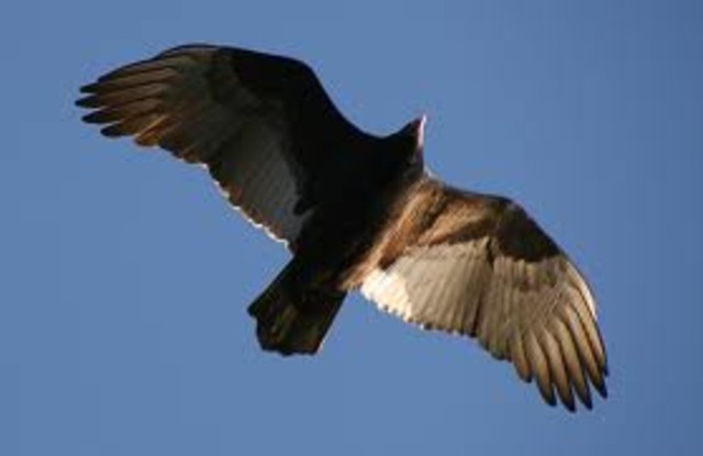 Study of animal flight