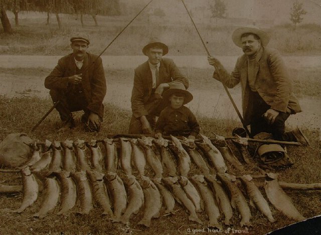 Rainbow Trout introduced to Lake Rotorua