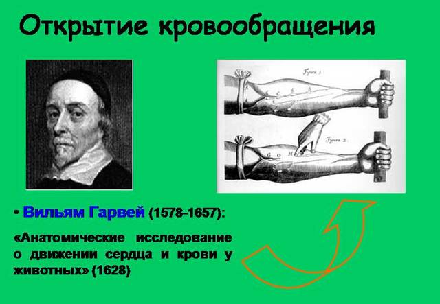 Открытие кровообращения