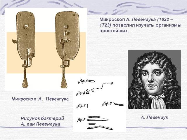 Открытие бактерий и простейших
