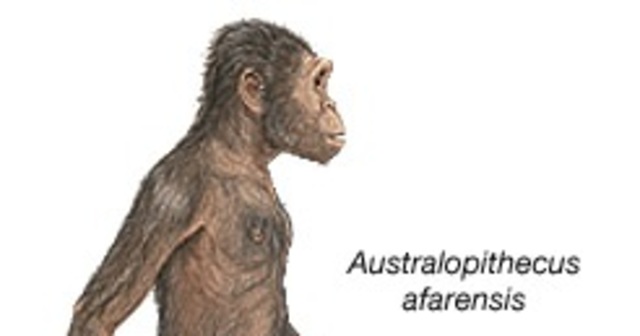 Austrolopitecus começa a fabricar ferramentas