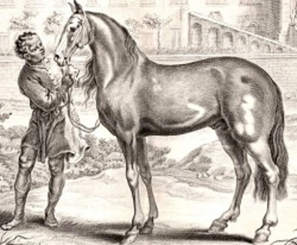 Uso de Cavalos como transporte