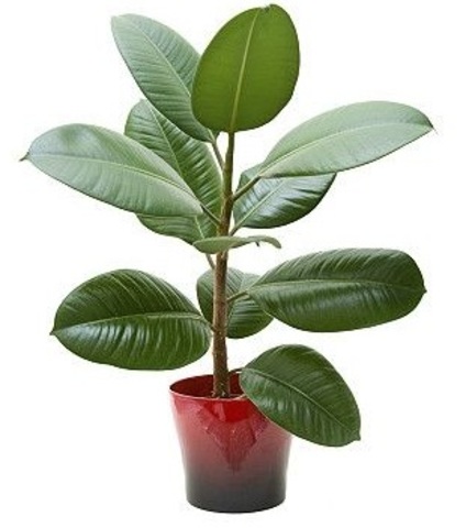 Classificação de Plantas por espécie e família