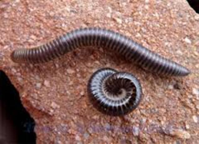 Organizaciones nerviosas