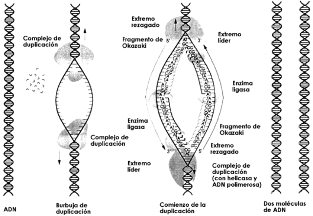 Enuncian las leyes de la herencia