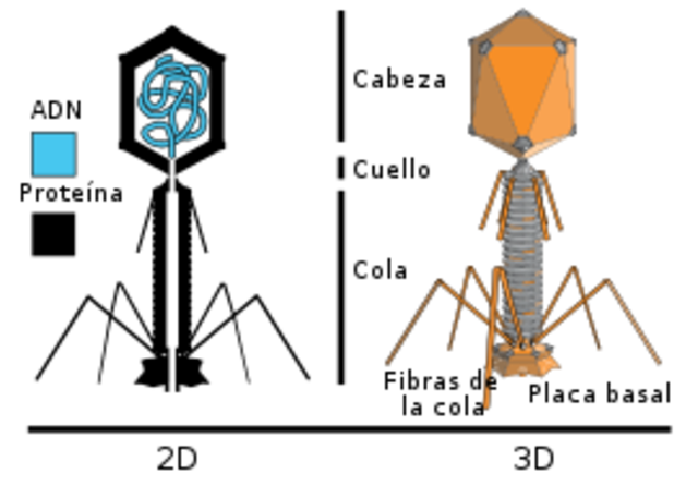Alfred Hersey y Martha Chase demuestran en el experimento de Hershey y Chase que el ADN contiene las instrucciones genéticas de la vida.
