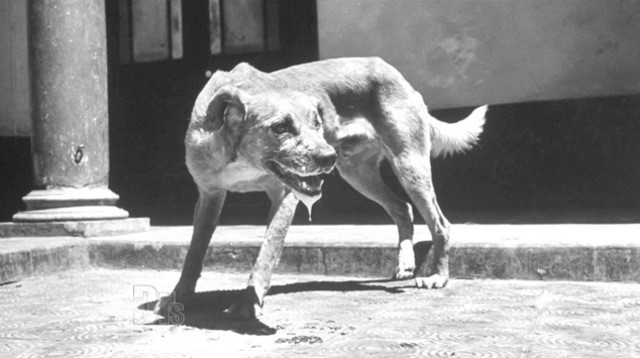 Louis Pasteur Invents Rabies vaccine