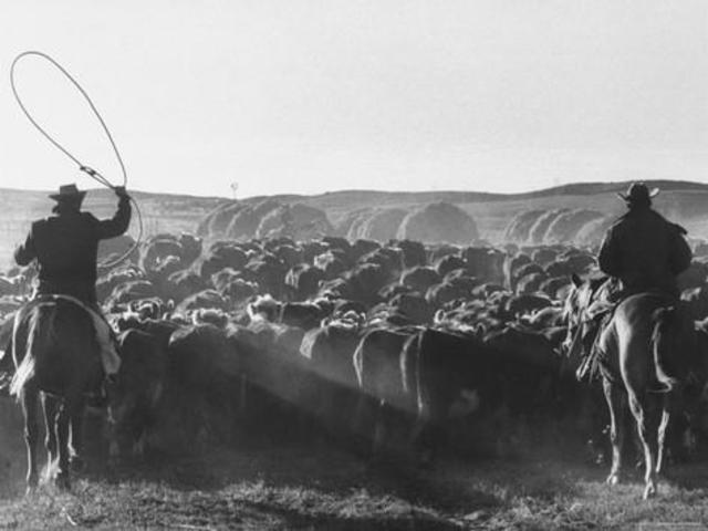 The Cowboy and Cattle Drives