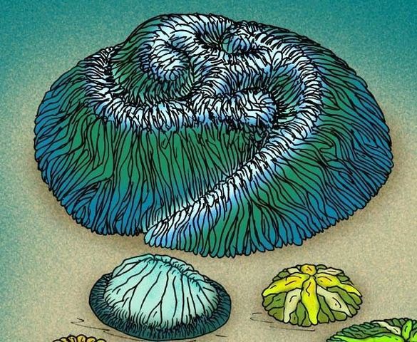 APARECEN ORGANIZACIONES NERVIOSAS