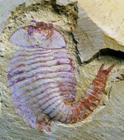 Fósil de un antropodo