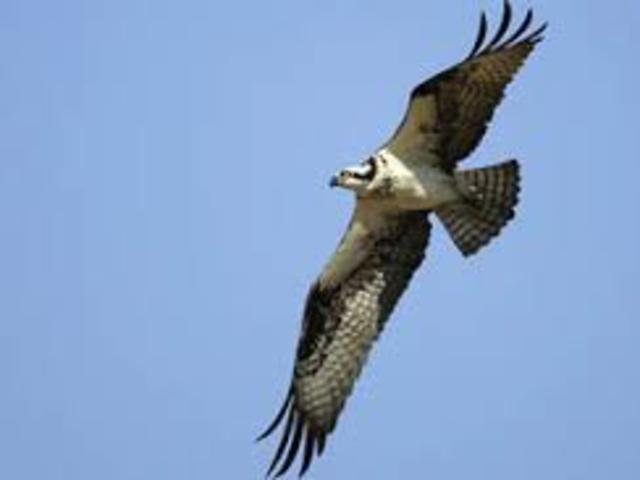 First National Bird Preserve