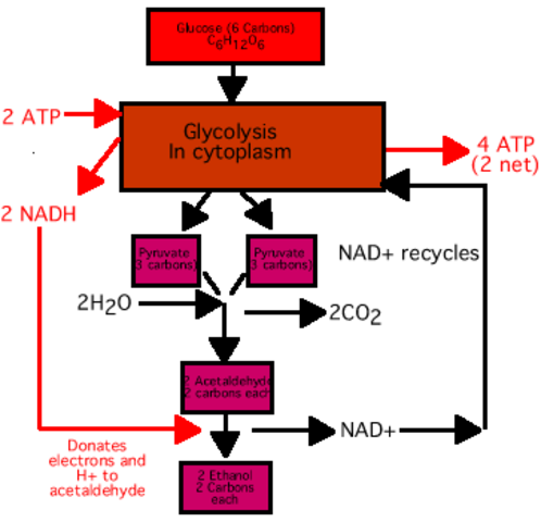 How enzymes cause fermentation