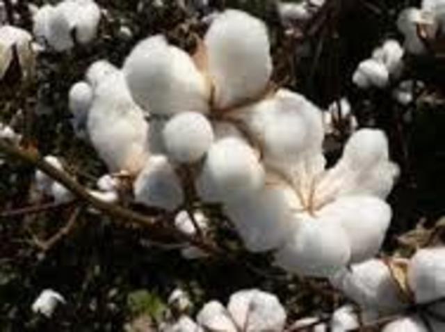 Cotton Into Cloth