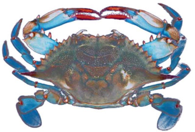 STATE CRUSTACEAN