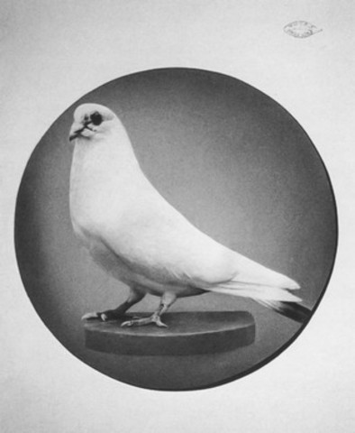 The fall of a genius, Nikola Tesla