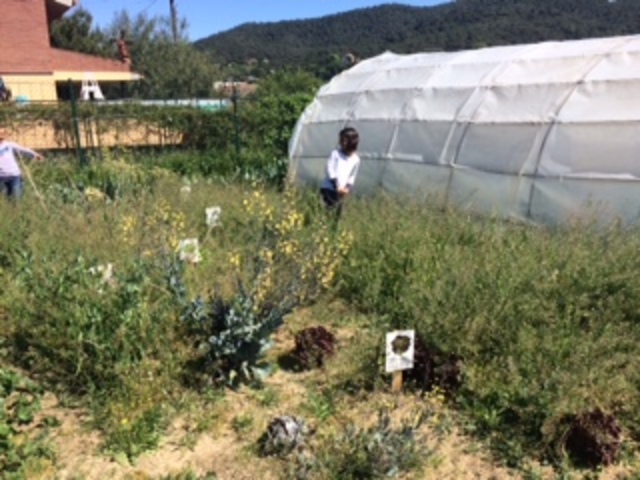 3r-A TREURE MALES HERBES