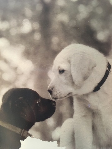 Rudy & Gipper Come Around