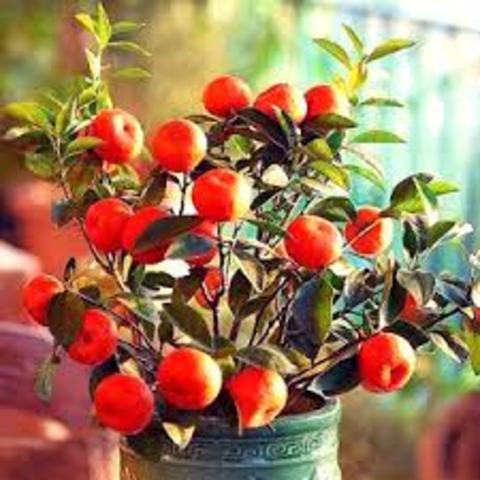 The Plant Produces Fruit