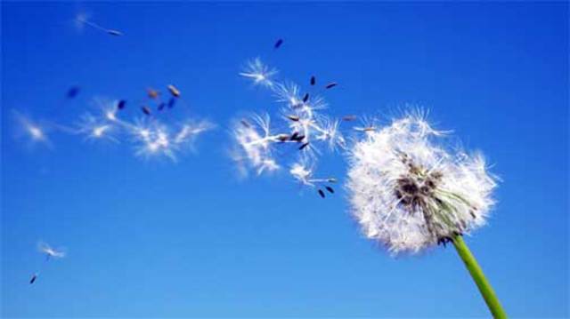 The Plant Releases Seeds