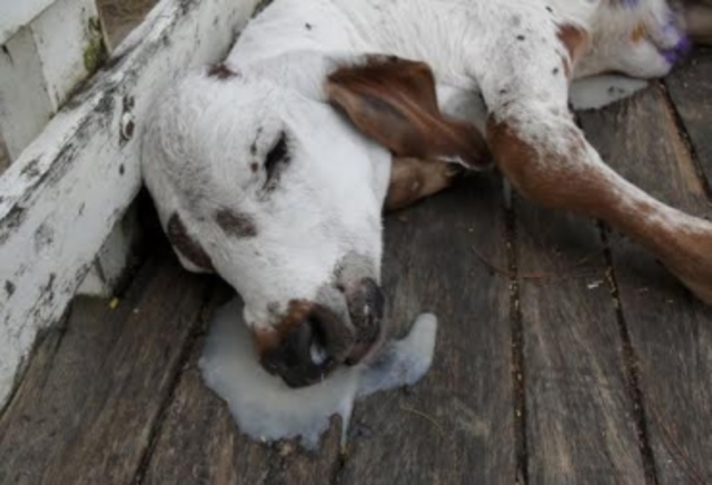 PERINEUMONÍA BOVINA PRIMERA ENFERMEDAD ERRADICADA EN EE.UU
